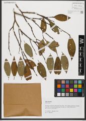 Foto von Salix hastata L.